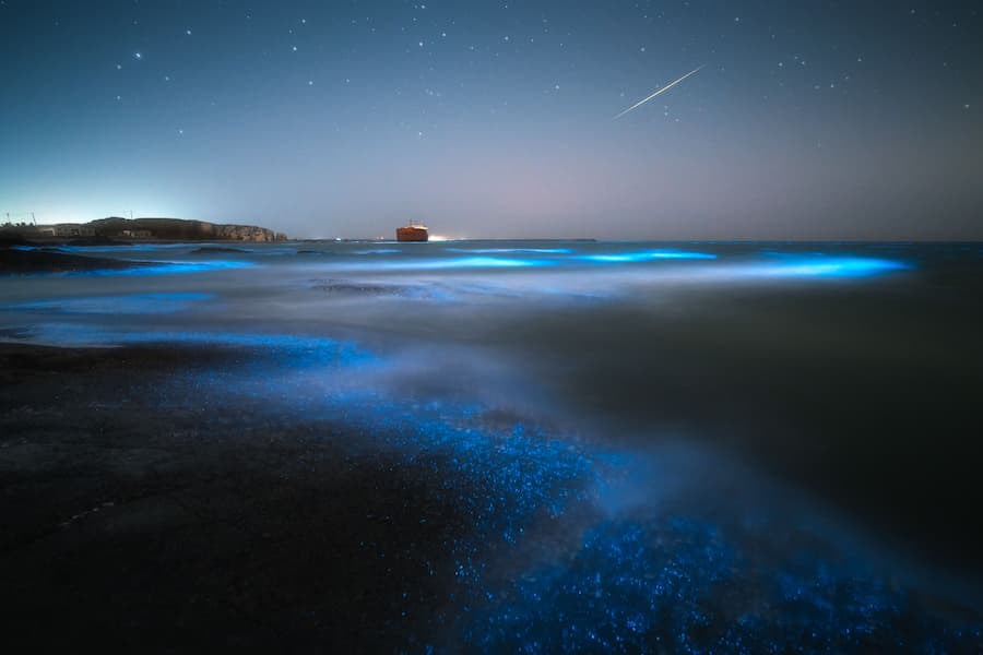 Bioluminescence : marée fluoresente et dinoflagellés - Envato