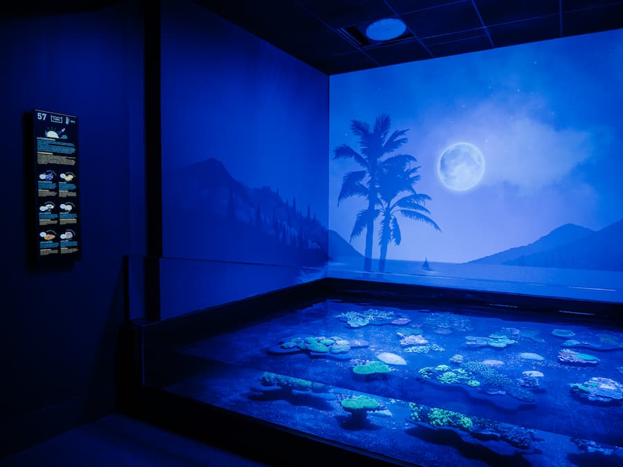 Espace Le Lagon La nuit à l'Aquarium La Rochelle